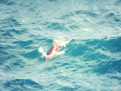 Tursiops truncatus ponticus