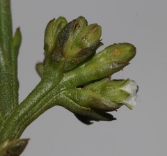 Thesium polycephalum