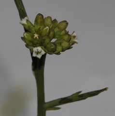 Thesium polycephalum