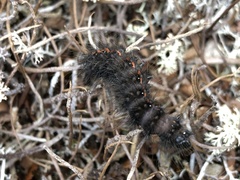 Acronicta menyanthidis