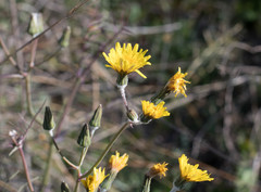 Sonchus tenerrimus