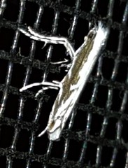 Epicephala australis