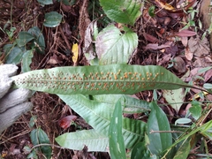Leptochilus hemionitideus
