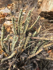 Euphorbia schinzii
