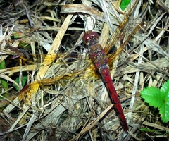 Sympetrum striolatum imitoides