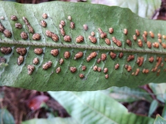 Leptochilus hemionitideus