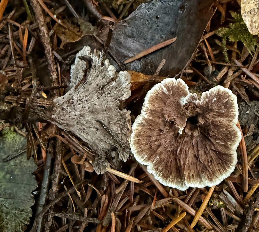 Thelephora caryophyllea · November 2025 · photo: © michaelmckniff (iNaturalist, cc-by)