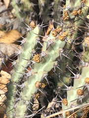 Euphorbia schinzii