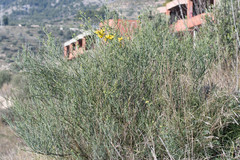 Coronilla juncea