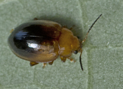 Nisotra bicolorata