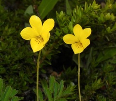 Viola magellanica