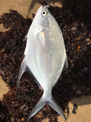 Trachinotus coppingeri