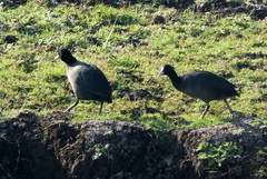 Fulica atra