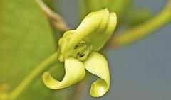 Vincetoxicum carnosum