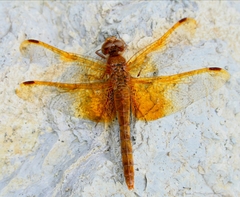 Sympetrum croceolum