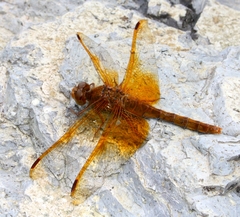 Sympetrum croceolum