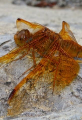 Sympetrum croceolum