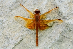 Sympetrum croceolum