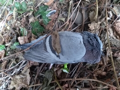 Columba livia domestica
