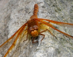 Sympetrum croceolum