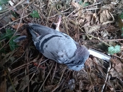 Columba livia domestica