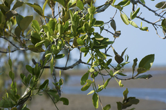 Vincetoxicum carnosum