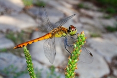 Sympetrum cordulegaster