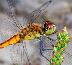 Sympetrum cordulegaster