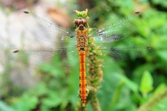 Sympetrum cordulegaster