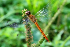 Sympetrum cordulegaster