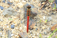 Sympetrum cordulegaster
