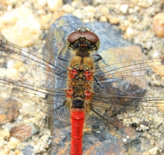 Sympetrum cordulegaster