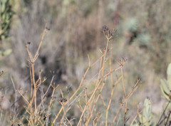 Bupleurum fruticescens