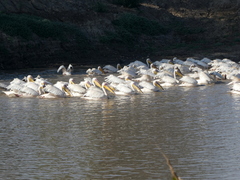 Pelecanus onocrotalus