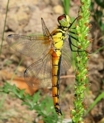 Sympetrum cordulegaster