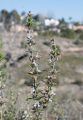 Salvia rosmarinus