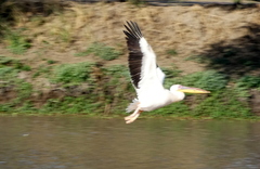 Pelecanus onocrotalus