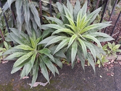Echium pininana