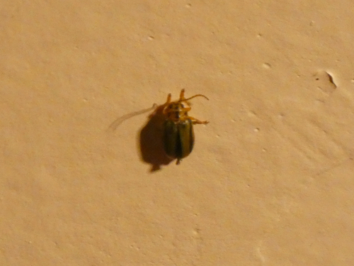 Elm Leaf Beetle