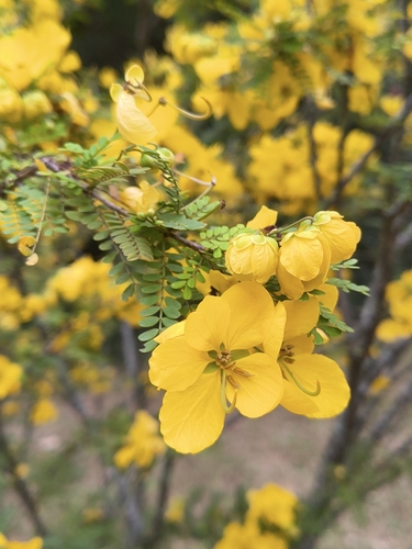 desert senna (Senna polyphylla)