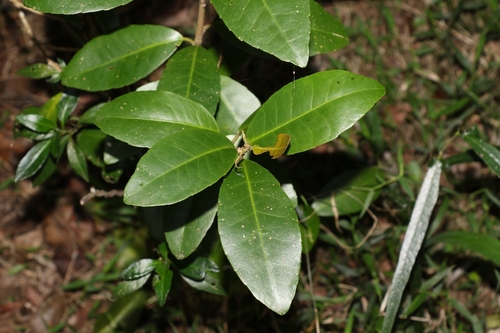 Croton acronychioides, 2025-11-18