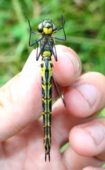 Somatochlora viridiaenea