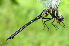 Somatochlora viridiaenea