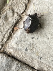 Antiteuchus mixtus