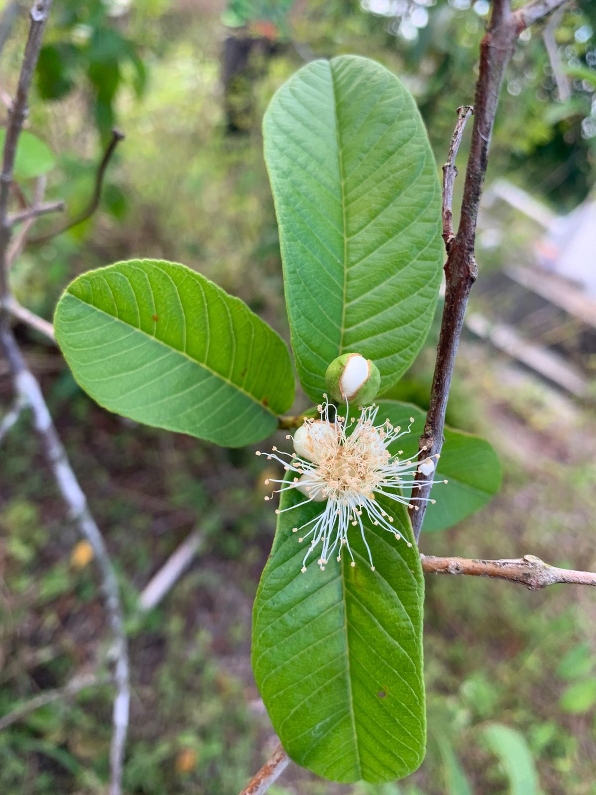 Psidium guajava