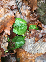 Hexastylis shuttleworthii