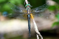 Somatochlora graeseri graeseri