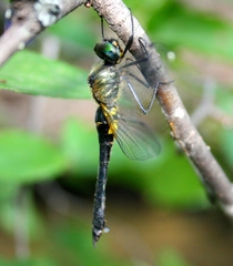 Somatochlora graeseri graeseri