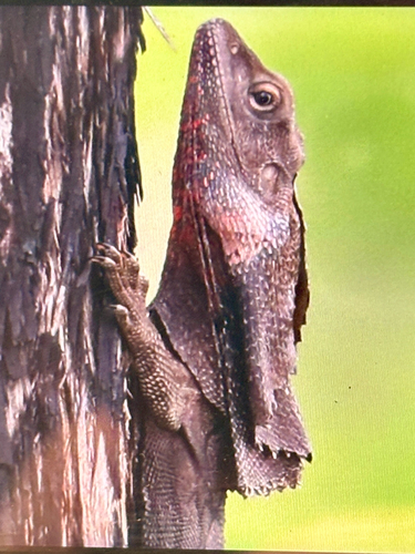 Frilled Dragon