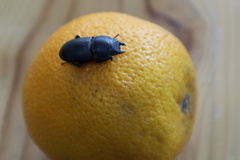 Apterodorcus bacchus